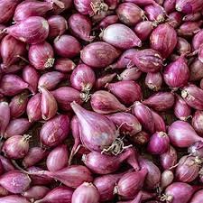 Shallot Onions